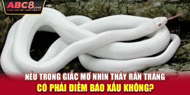 neu-trong-giac-mo-nhin-thay-ran-trang-co-phai-diem-bao-xau-khong-