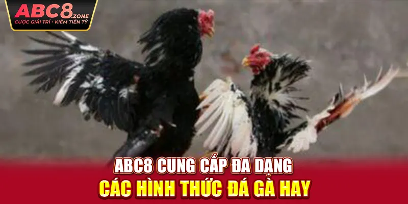 abc8-cung-cap-da-dang-cac-hinh-thuc-da-ga-hay