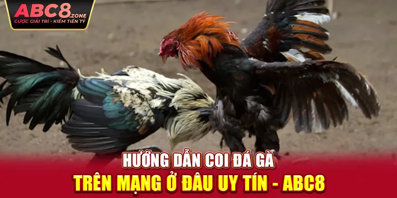 huong-dan-coi-da-ga-tren-mang-o-dau-uy-tin-abc8