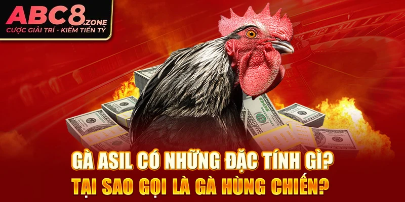 ga-asil-co-nhung-dac-tinh-gi-tai-sao-goi-la-ga-hung-chien