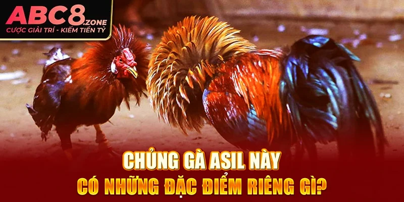 chung-ga-asil-nay-co-nhung-dac-diem-rieng-gi