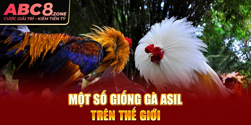 mot-so-giong-ga-asil-tren-the-gioi